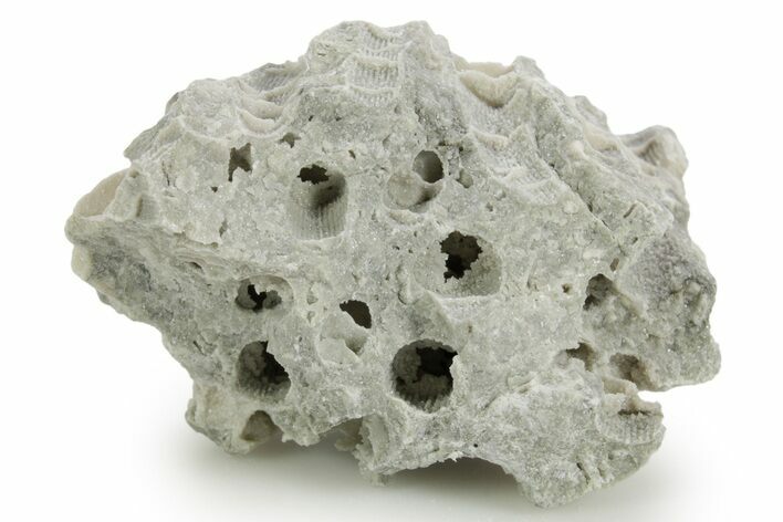 Silurian Dolostone w/ Sparkling Fossil Coral (Fletcheria) - Ohio #362629